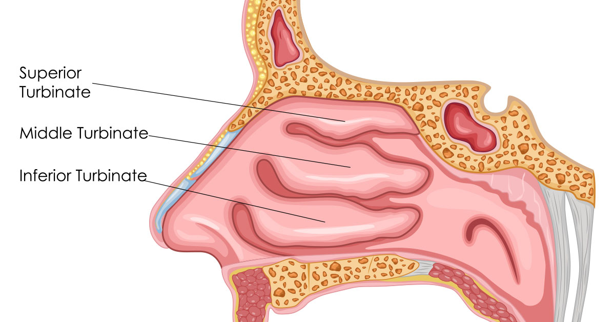 nasal anatomy turbinates